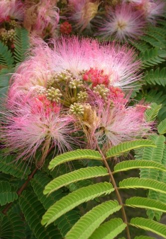 Albizia julibrissin leaves and flowers